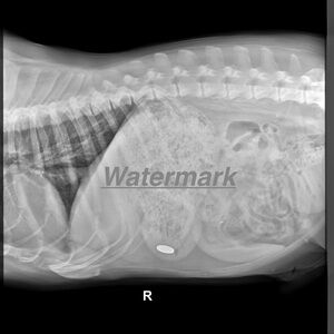 Pit-ie Penny Print X-Ray - 8x10